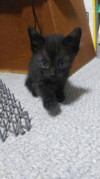 真っ黒な男の子２
