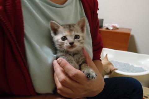 綺麗な毛色