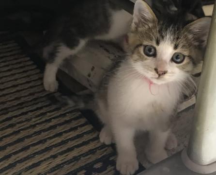 生後1ヶ月半 子猫男の子