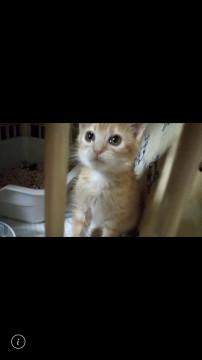 ちいさな　茶虎の　おんなの子^ ^