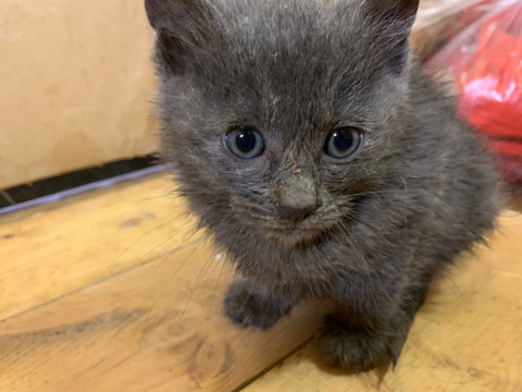 可愛い小さな猫ちゃん(ΦωΦ)