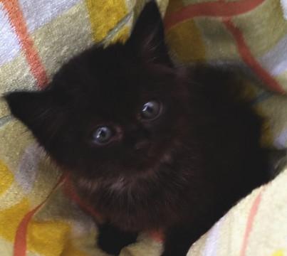長毛フワフワの子猫