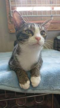 可愛い　雉白ちゃん^ ^