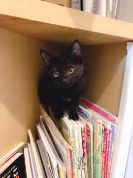 (10/31)写真更新♪甘々♡美猫