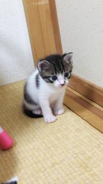 おっちょこちょいな、トラ❤️