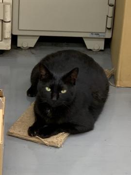 子猫の頃から７年会社のアイドル猫してます