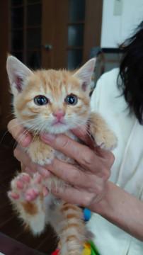 捨てられていた茶トラの女の子