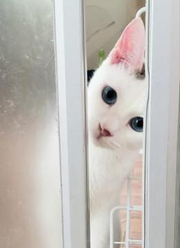 青い瞳で白いモチモチ猫・人馴れ練習中