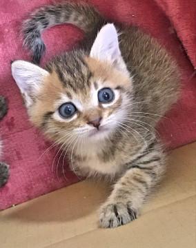 アライグマのようなキジ白男子