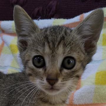 うすキジトラさん★美人猫さん660ｇ