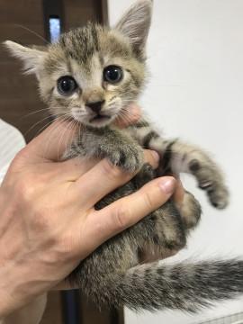 3週齢懐っこい三兄弟茶系キジ男の子