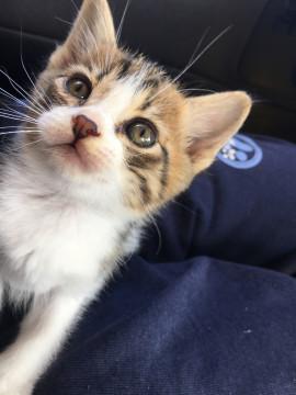 愛嬌たっぷりかわいいねこちゃん