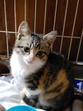お外から保護、３ヶ月のキジ三毛ちゃん