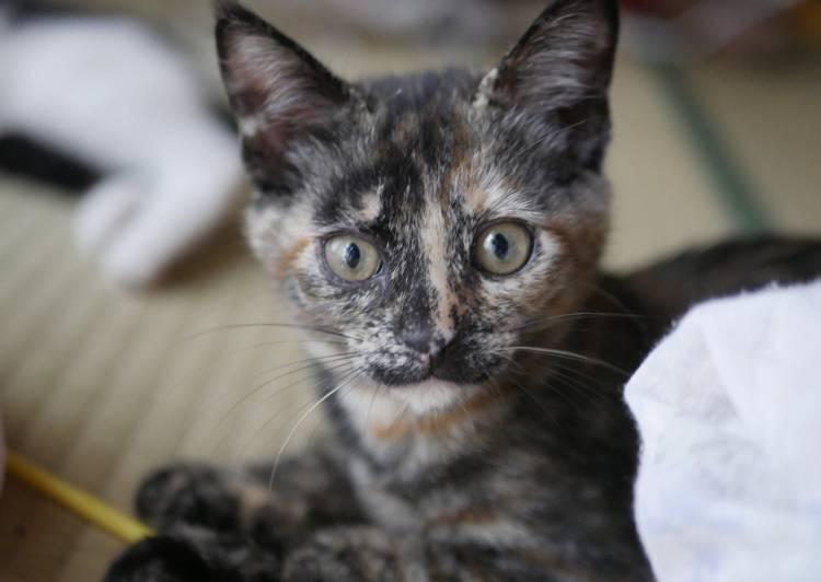 山口県 あさり模様のマイペースな女の子 猫の里親募集 ネコジルシ