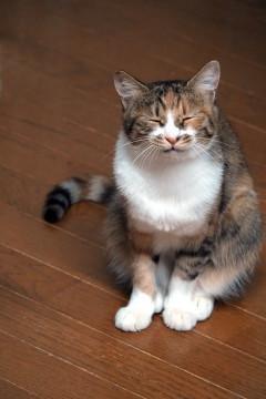 三毛猫メリー 性格穏やか人懐っこい猫です