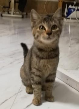 甘えん坊子猫ちゃん