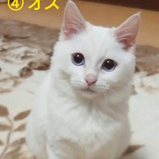 白のゴージャス☆シャム系4頭