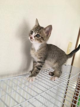 パセリくん♂2ヶ月 キジシロ