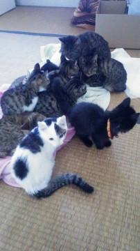 キジトラ軍団♪