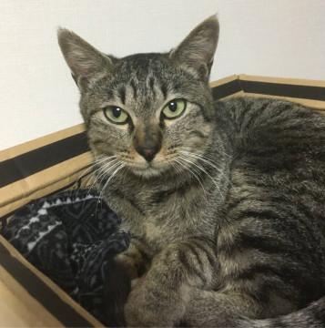 激甘えん坊！癒しのキジ猫君