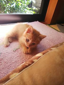 10月18日保護猫茶トラの男の子