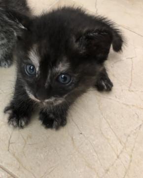 黒猫女の子10月生まれ