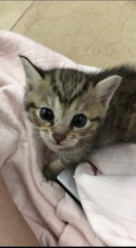 10月生まれ女の子キジトラ