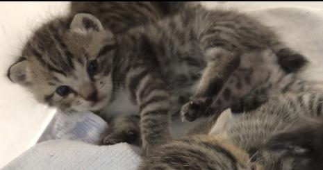 アメショ柄男の子10月生まれ