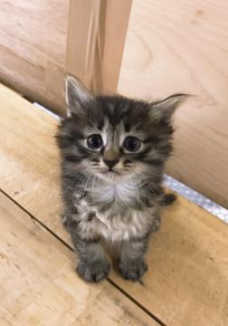 ふさふさキジトラちゃん  ノラ3兄妹