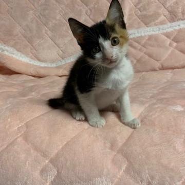 美しい三毛猫・スモモちゃん