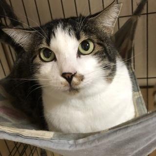 気弱なぽっちゃりくん