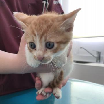 福岡県 可愛い子猫 ２匹 猫の里親募集 ネコジルシ