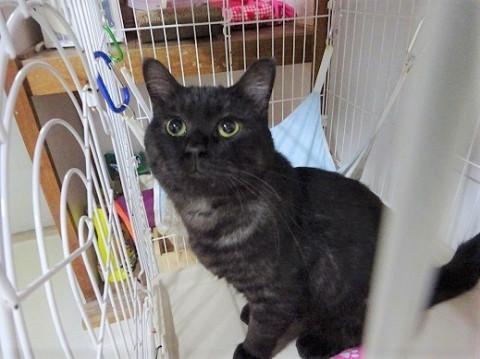 募集停止　大きな猫☆1匹飼い希望です！