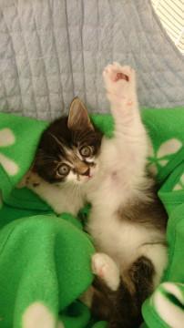 千葉県白井市/ミルクから育てました