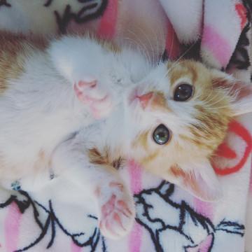 千葉県白井市/ミルクから育てました