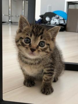 かわいい男の子です。