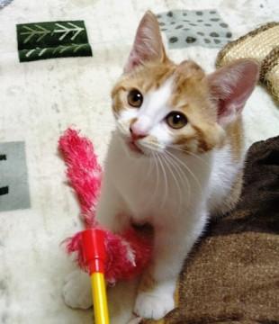 せりの家族募集中