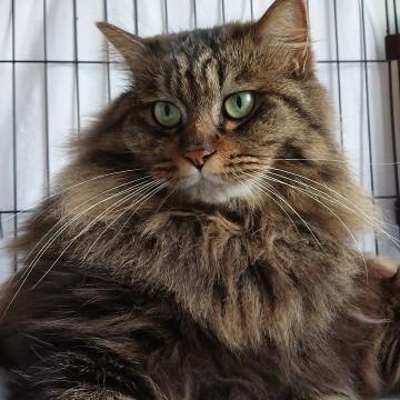 人が大好きな甘えん坊な長毛猫、くるふ!!