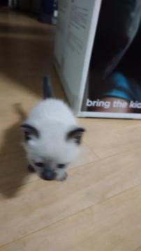 フワフワシャム？