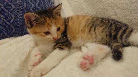 茶黒ツートントラの子猫