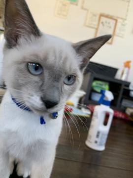 シャム猫風の可愛い子猫