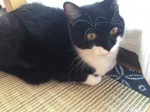 とても可愛い甘えん坊の子猫！