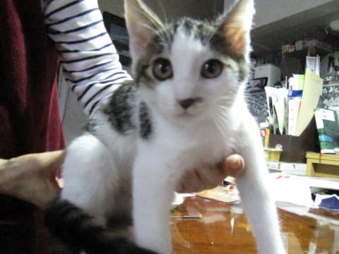 求む！抱っこでまった～りさせて下さる方