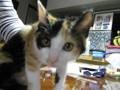 キュート！丸顔おめめパッチリミケニャン
