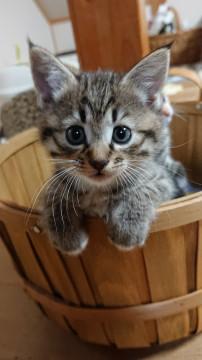 白ソックス長毛きじとらねこ