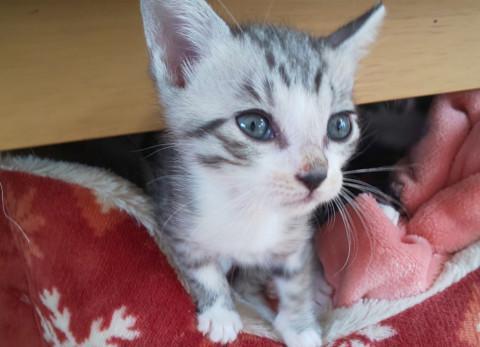 甘えん坊！可愛いサバ白くん