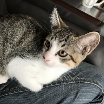 キジシロ美人猫