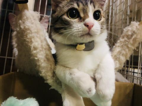 超美形のハイジくん