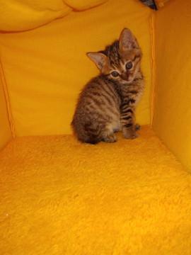 キジ猫さん男の子