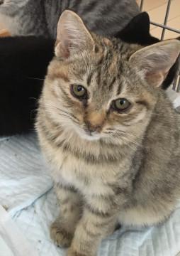 モフっと茶トラちゃん